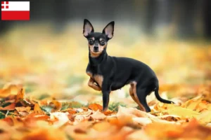Lees meer over het artikel Russkiy Toy fokkers en pups in Utrecht