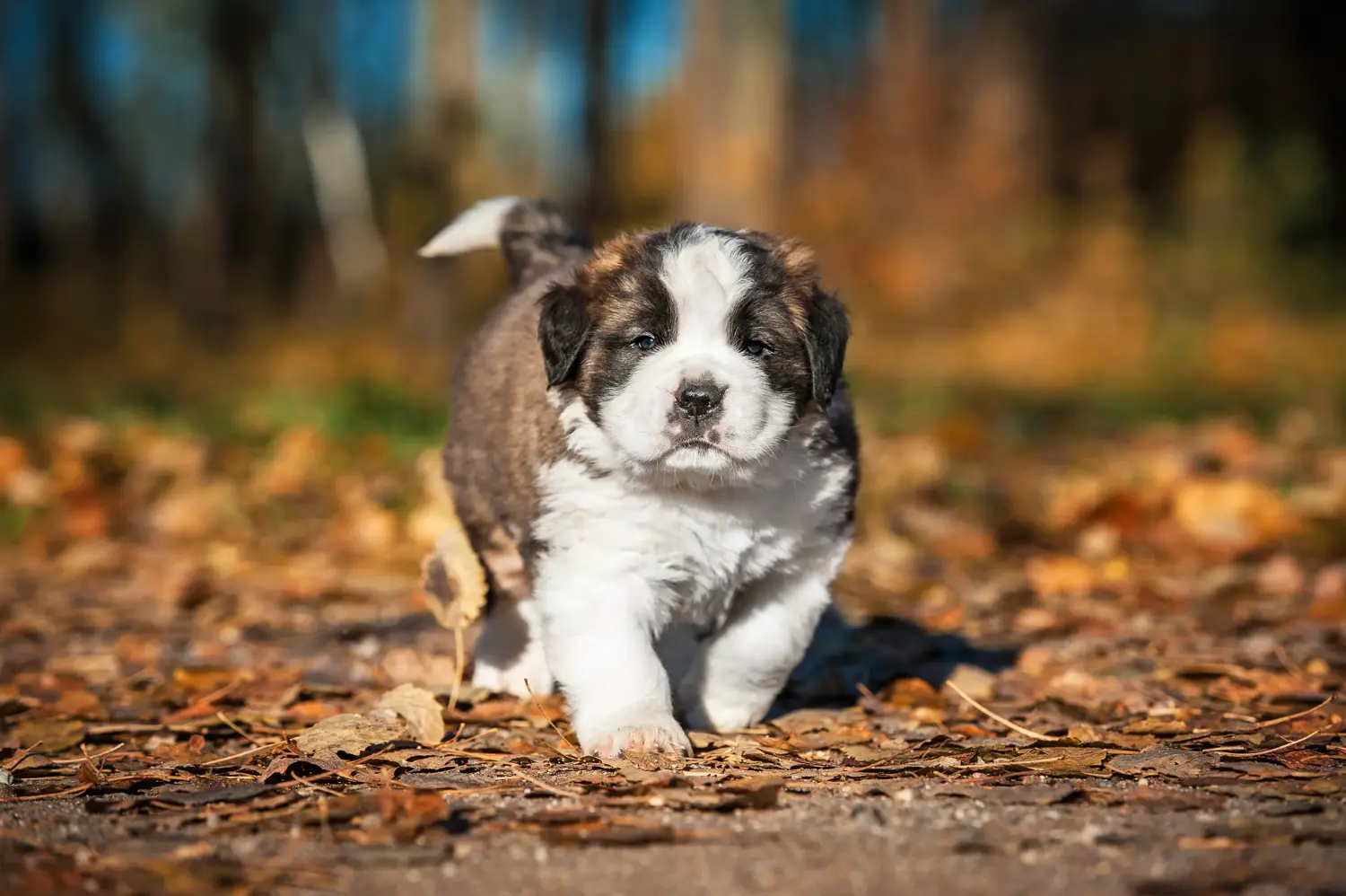 Een sint-bernard kopen betekent verantwoordelijkheid nemen! Sint Bernard puppy kopen.