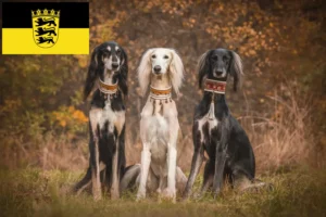 Lees meer over het artikel Saluki-fokkers en puppy’s in Baden-Württemberg