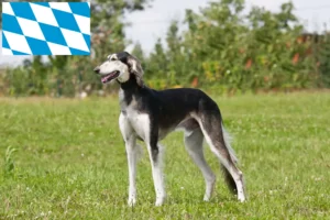 Lees meer over het artikel Saluki-fokkers en puppies in Beieren