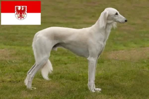 Lees meer over het artikel Saluki-fokkers en puppies in Brandenburg
