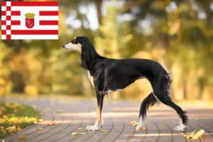 Lees meer over het artikel Saluki fokkers en pups in Bremen