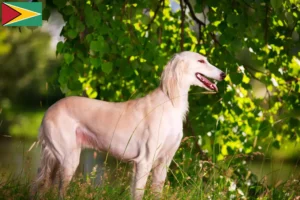 Lees meer over het artikel Saluki-fokkers en puppy’s in Guyana