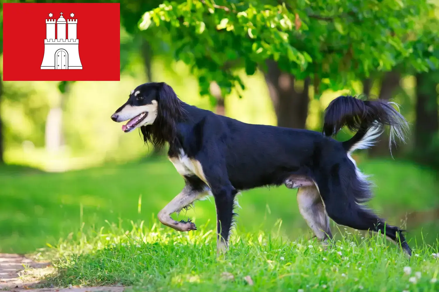 Lees meer over het artikel Saluki-fokkers en puppy’s in Hamburg