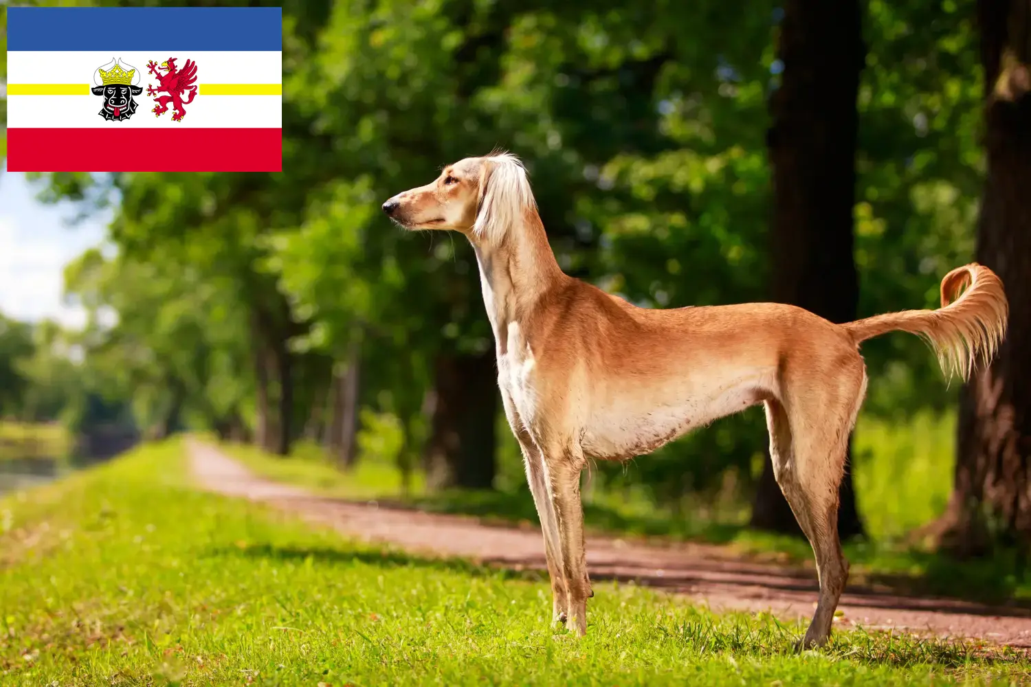 Lees meer over het artikel Saluki-fokkers en puppy’s in Mecklenburg-Vorpommern