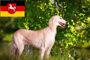 Lees meer over het artikel Saluki-fokkers en puppies in Nedersaksen