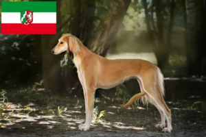 Lees meer over het artikel Saluki-fokkers en puppy’s in Noordrijn-Westfalen
