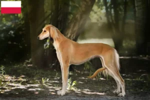 Lees meer over het artikel Saluki-fokkers en puppy’s in Polen