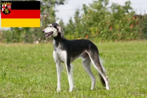 Lees meer over het artikel Saluki-fokkers en puppy’s in Rijnland-Palts