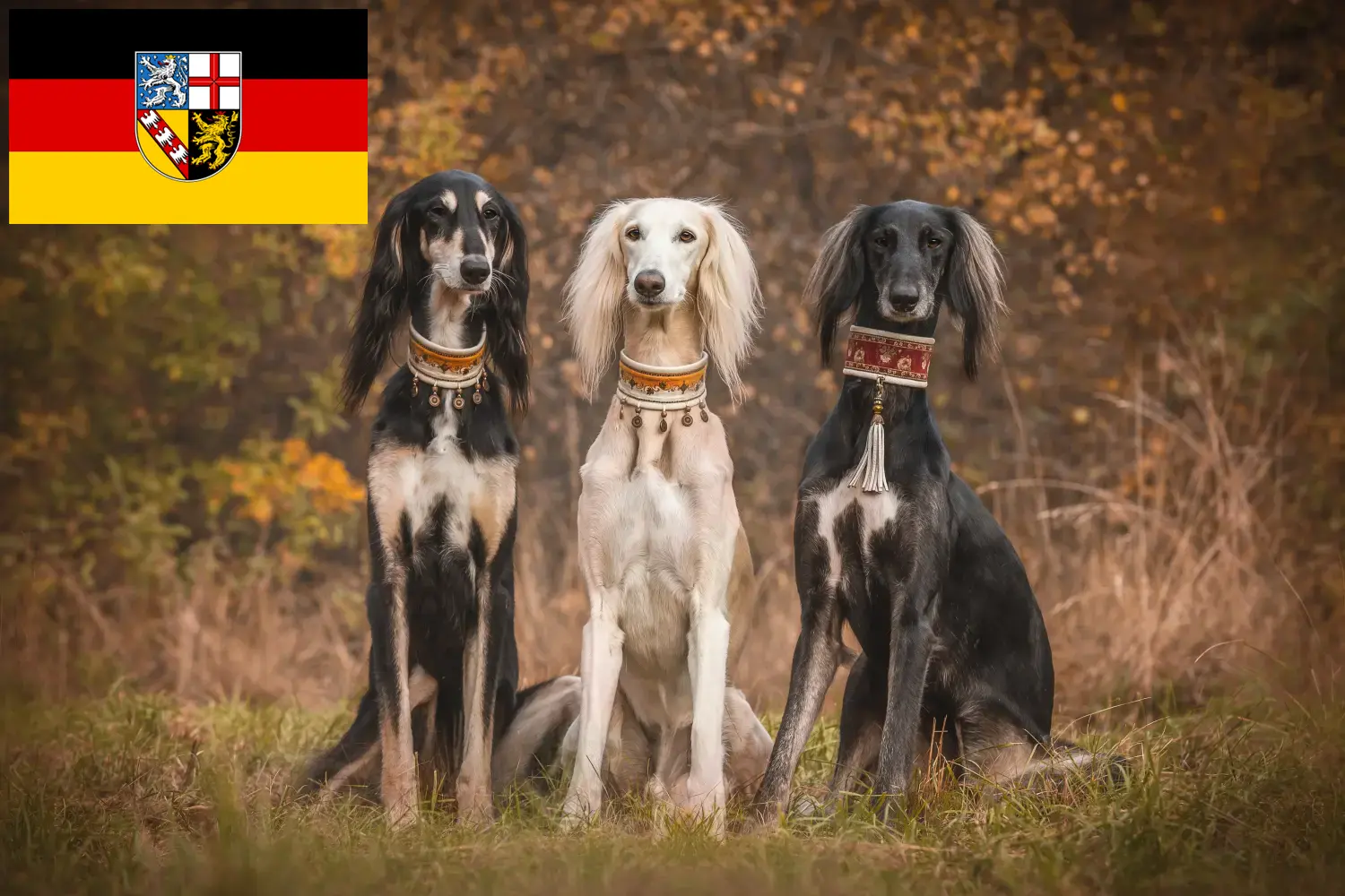 Saluki pups en fokkers Saarland Hier vind je Saluki-fokkers im Saarland.
