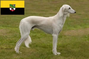 Lees meer over het artikel Saluki-fokkers en puppy’s in Saksen-Anhalt