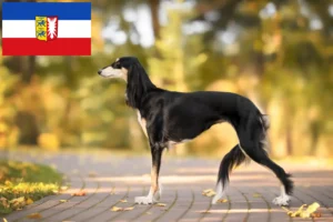 Lees meer over het artikel Saluki-fokkers en puppies in Sleeswijk-Holstein