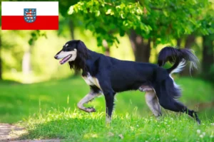 Lees meer over het artikel Saluki-fokkers en puppies in Thüringen
