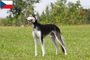 Lees meer over het artikel Saluki-fokkers en puppy’s in Tsjechië