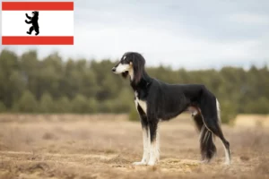 Lees meer over het artikel Saluki-fokkers en puppy’s in Berlijn
