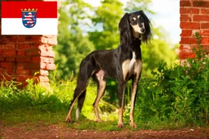Lees meer over het artikel Saluki-fokkers en puppy’s in Hessen