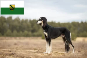 Lees meer over het artikel Saluki-fokkers en puppies in Saksen