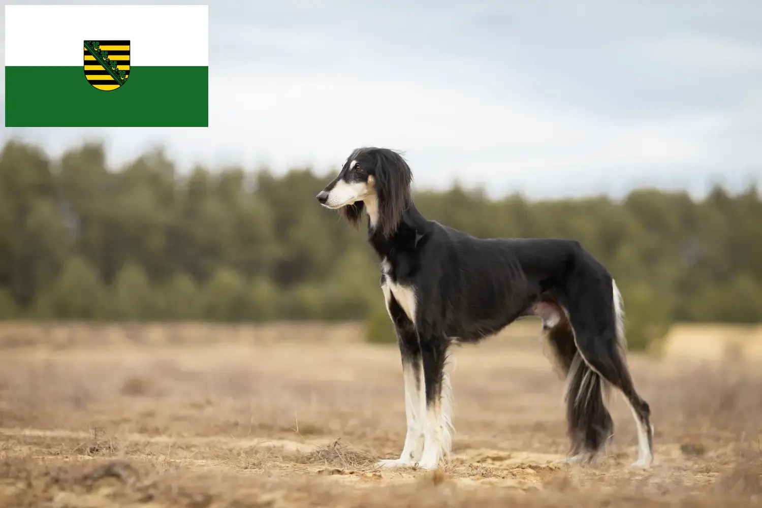Lees meer over het artikel Saluki-fokkers en puppies in Saksen