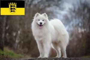 Lees meer over het artikel Samojeden fokkers en pups in Baden-Württemberg