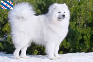 Lees meer over het artikel Samojeden fokkers en pups in Friesland