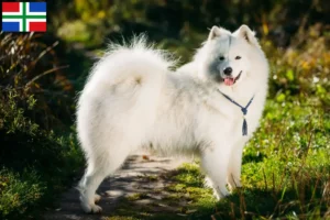 Lees meer over het artikel Samojeed fokkers en pups in Groningen
