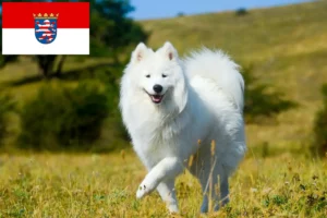 Lees meer over het artikel Samojeed fokkers en pups in Hessen