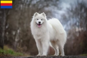 Lees meer over het artikel Samojeed fokkers en pups in Noord-Holland