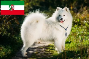 Lees meer over het artikel Samojeed fokkers en pups in Noordrijn-Westfalen