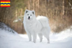 Lees meer over het artikel Samojeed fokkers en pups in Overijssel
