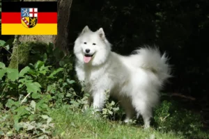 Lees meer over het artikel Samojeed fokkers en pups in Saarland