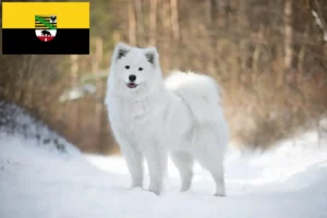 Lees meer over het artikel Samojeden fokkers en pups in Saksen-Anhalt