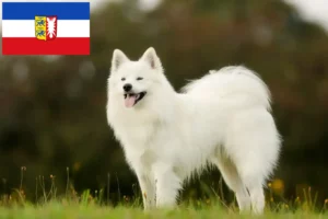 Lees meer over het artikel Samojeed fokkers en pups in Sleeswijk-Holstein