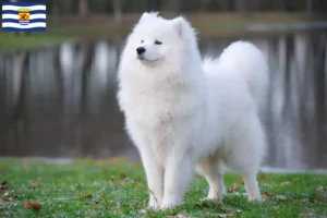 Lees meer over het artikel Samojeed fokkers en pups in Zeeland