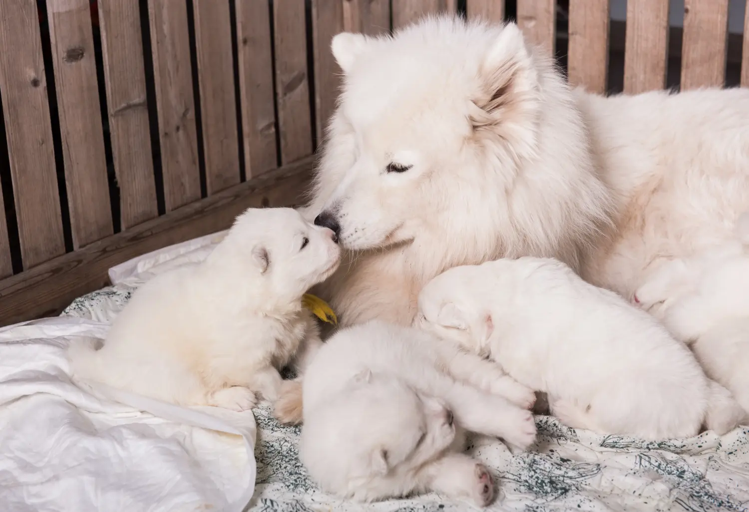 Een Samojeed puppy kopen betekent verantwoordelijkheid nemen! Samojeed puppy kopen.