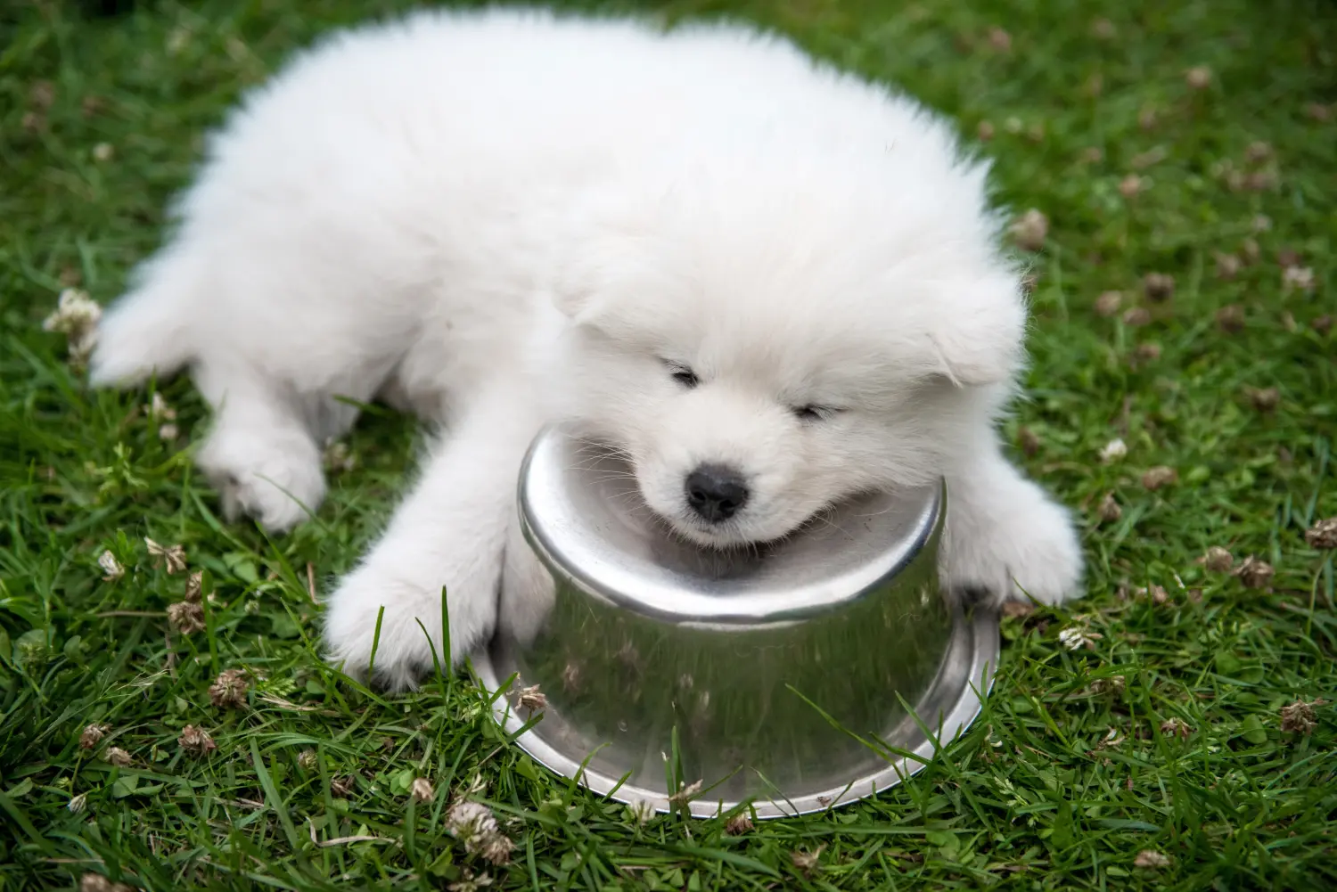 Een Samojeed puppy kopen betekent verantwoordelijkheid nemen! Samojeed puppy kopen.