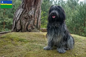 Lees meer over het artikel Schapendoes fokkers en pups in Flevoland