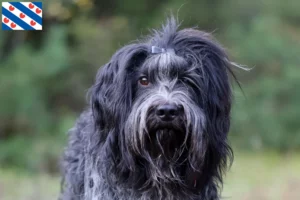 Lees meer over het artikel Schapendoes fokkers en pups in Friesland