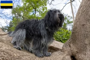 Lees meer over het artikel Schapendoes fokkers en pups in Gelderland