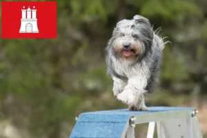Lees meer over het artikel Schapendoes fokkers en pups in Hamburg