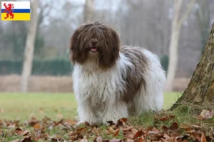 Lees meer over het artikel Schapendoes fokkers en pups in Limburg