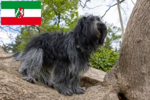Lees meer over het artikel Schapendoes fokkers en pups in Noordrijn-Westfalen