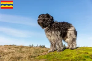 Lees meer over het artikel Schapendoes fokkers en pups in Overijssel