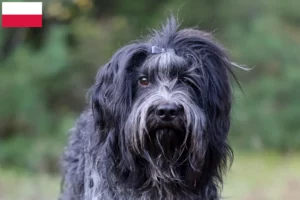 Lees meer over het artikel Schapendoes fokkers en pups in Polen