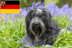 Lees meer over het artikel Schapendoes fokkers en pups in Rijnland-Palts