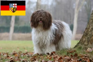 Lees meer over het artikel Schapendoes fokkers en pups in Saarland