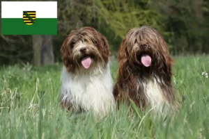 Lees meer over het artikel Schapendoes fokkers en pups in Saksen
