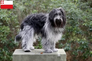 Lees meer over het artikel Schapendoes fokkers en pups in Utrecht