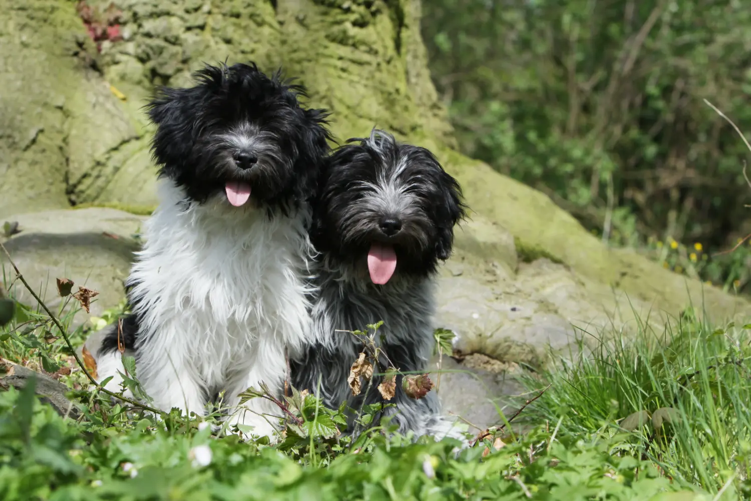 Een Schapendoes puppy kopen betekent verantwoordelijkheid nemen! Schapendoes puppy's kopen.