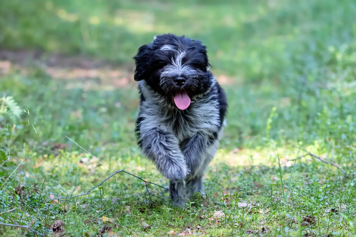 Een Schapendoes puppy kopen betekent verantwoordelijkheid nemen! Schapendoes puppy's kopen.
