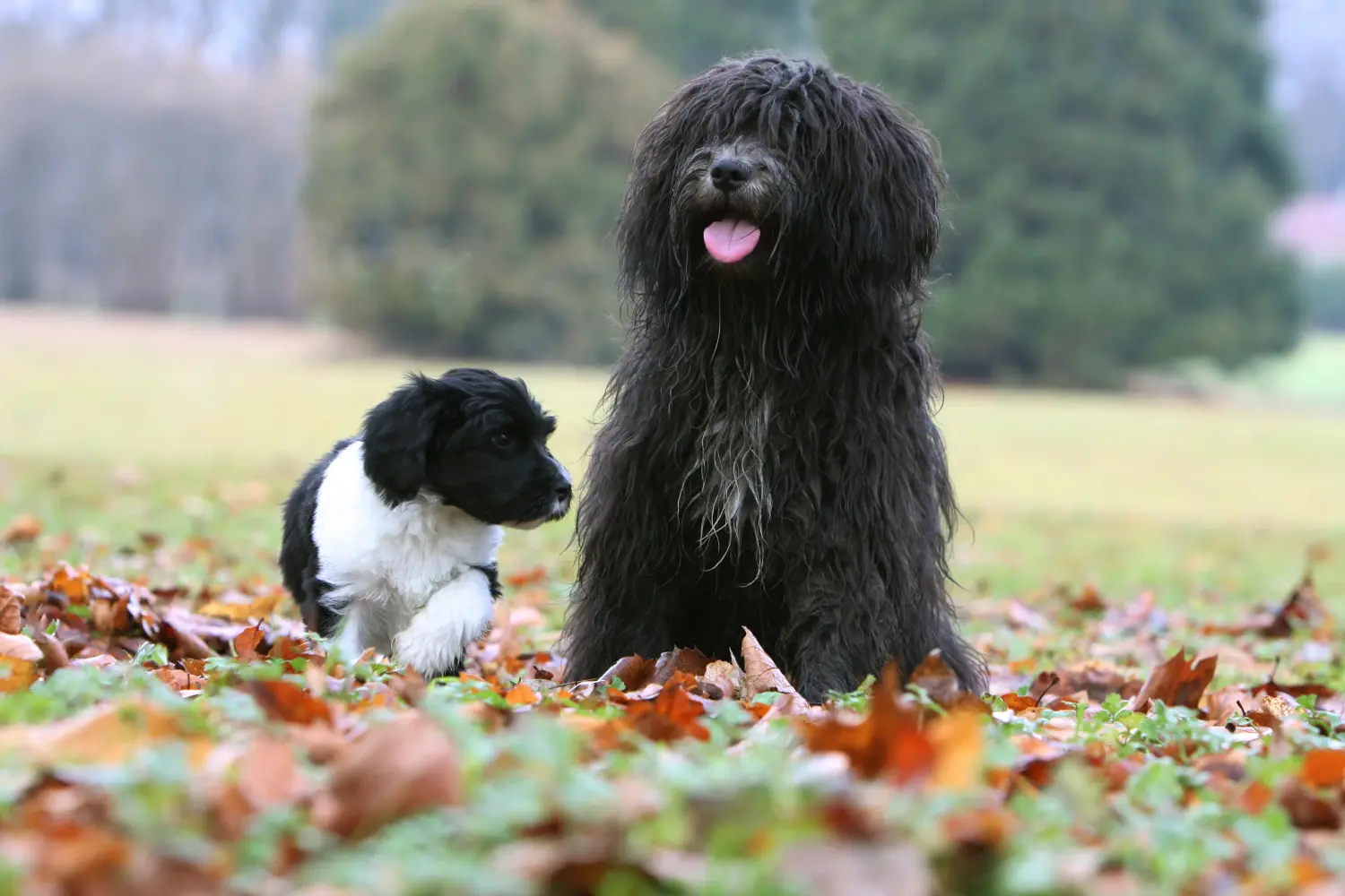 Een Schapendoes puppy kopen betekent verantwoordelijkheid nemen! Schapendoes puppy's kopen.